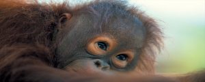 Cute Orangutan