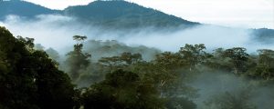 Mist over Jungle