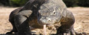 Lizard