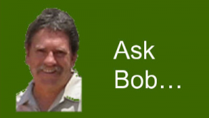 Ask Bob Thumbnail