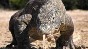 Lizard