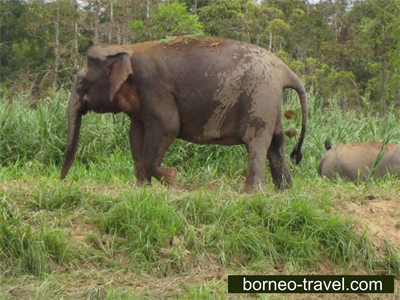 Borneo Pigmy Elephants