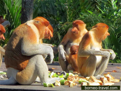 Borneo Travel Ideas