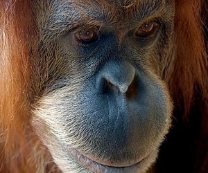 Borneo Travel Orangutan