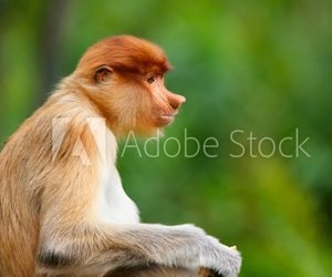Monkey 2