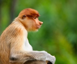 Monkeys