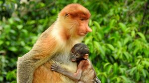 proboscis monkeys