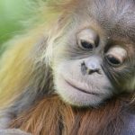 Borneo Travel Baby Orangutan