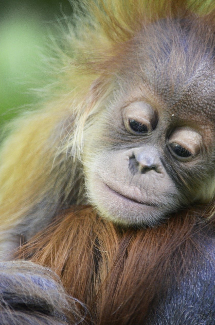 Borneo Travel Baby Orangutan