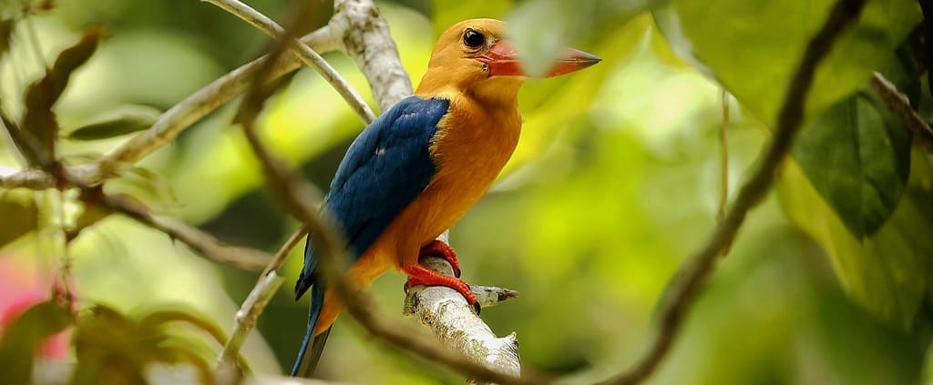 Bird Watching Borneo