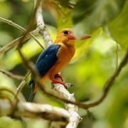 Bird Watching Borneo