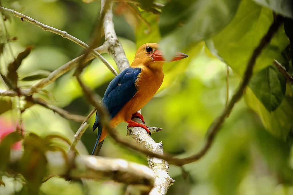 Bird Watching Borneo