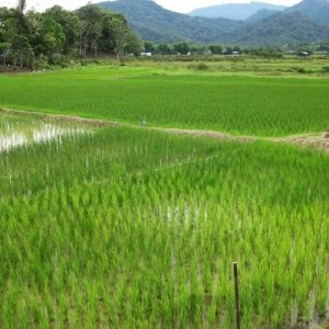 Paddy Field Sarawak