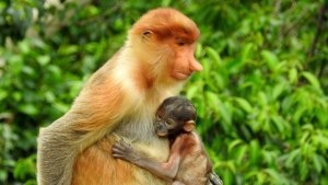 borneo travel proboscis monkey