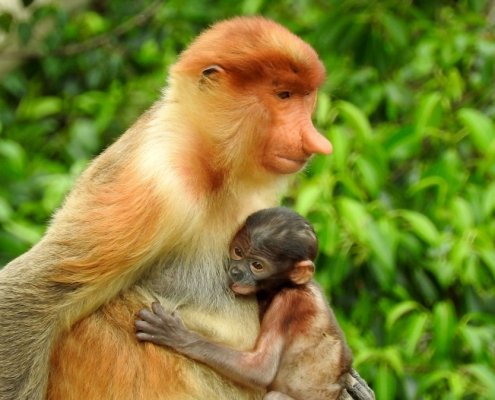 borneo travel proboscis monkey